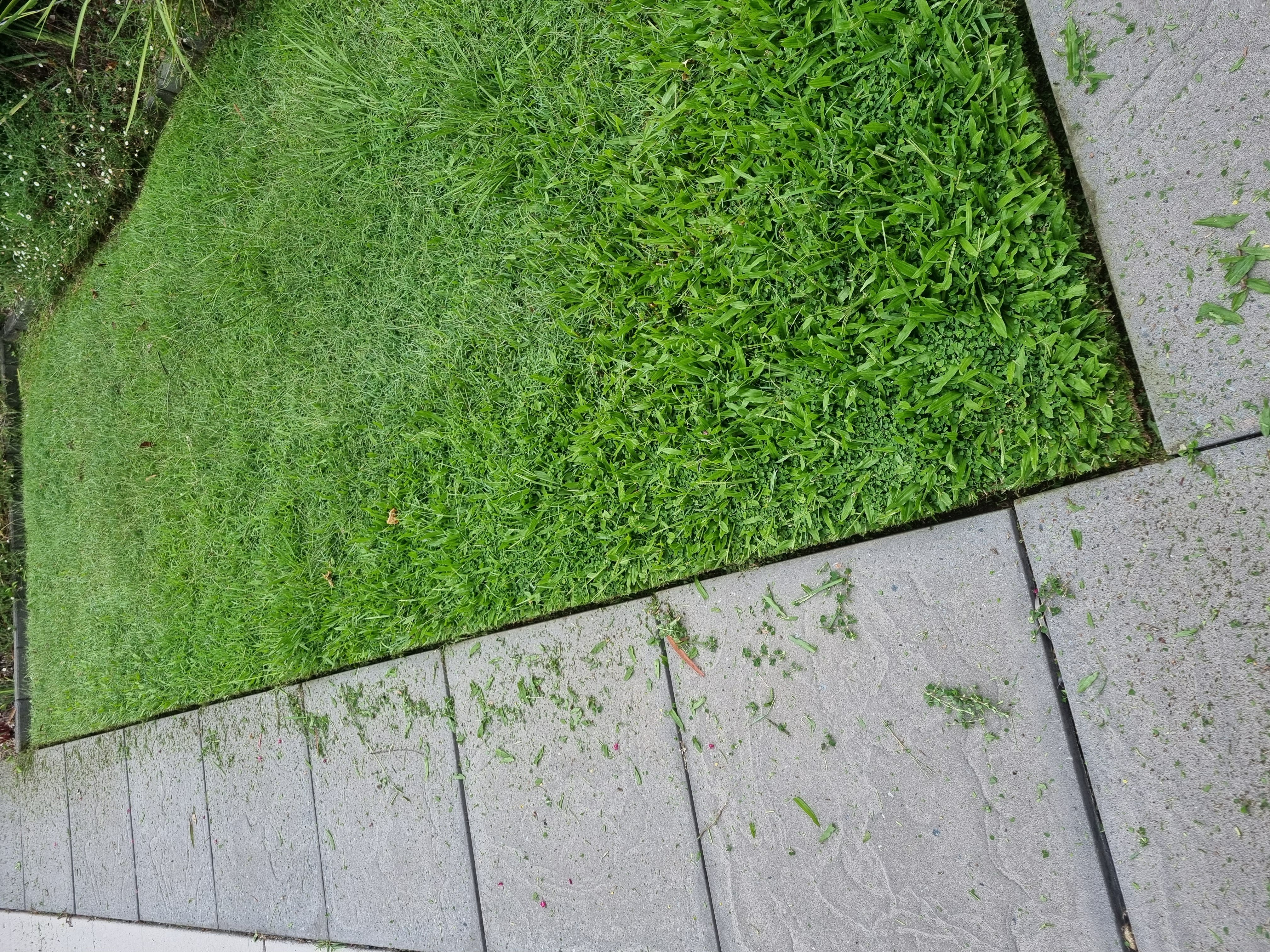 Trimmed lawn and neat garden beds demonstrating garden maintenance in a suburban yard