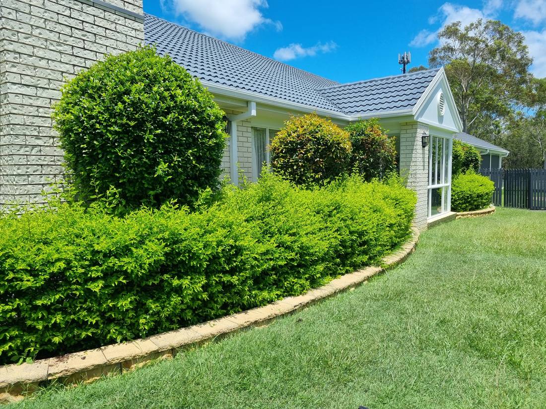 Before view of overgrown hedge and uneven topiary in a garden bed