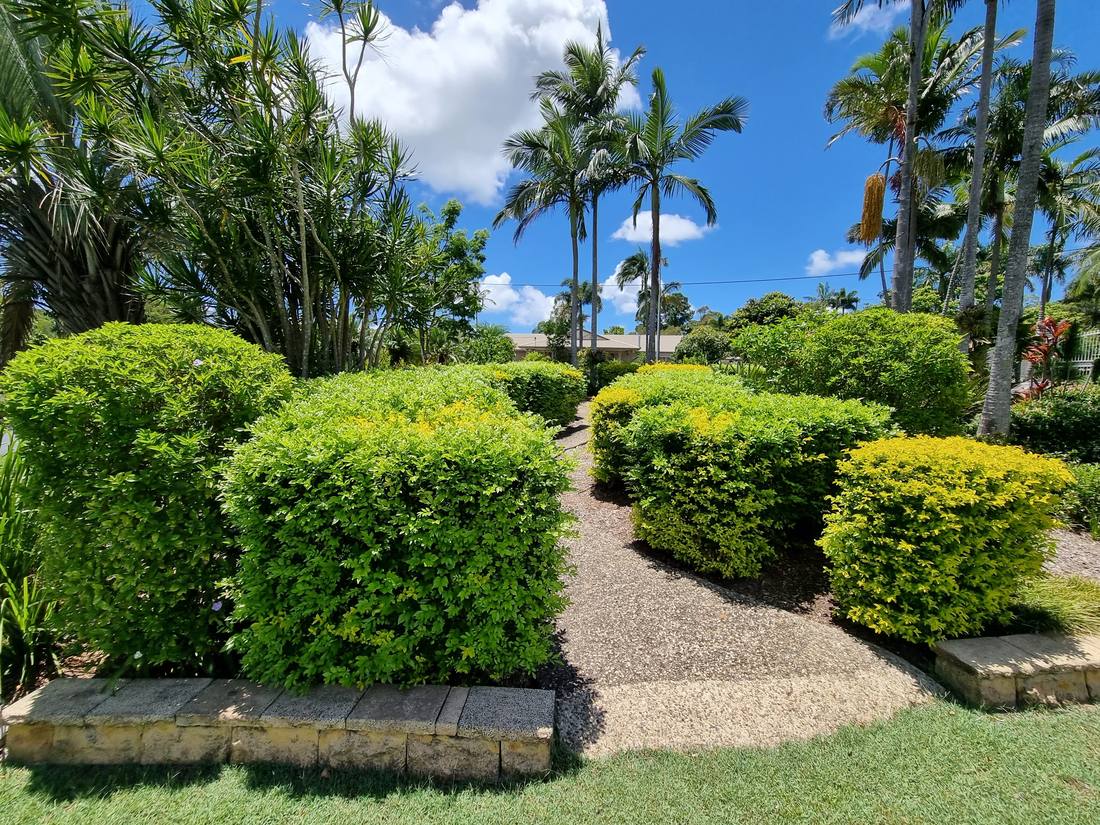 Before view of overgrown topiary hedges with untidy growth