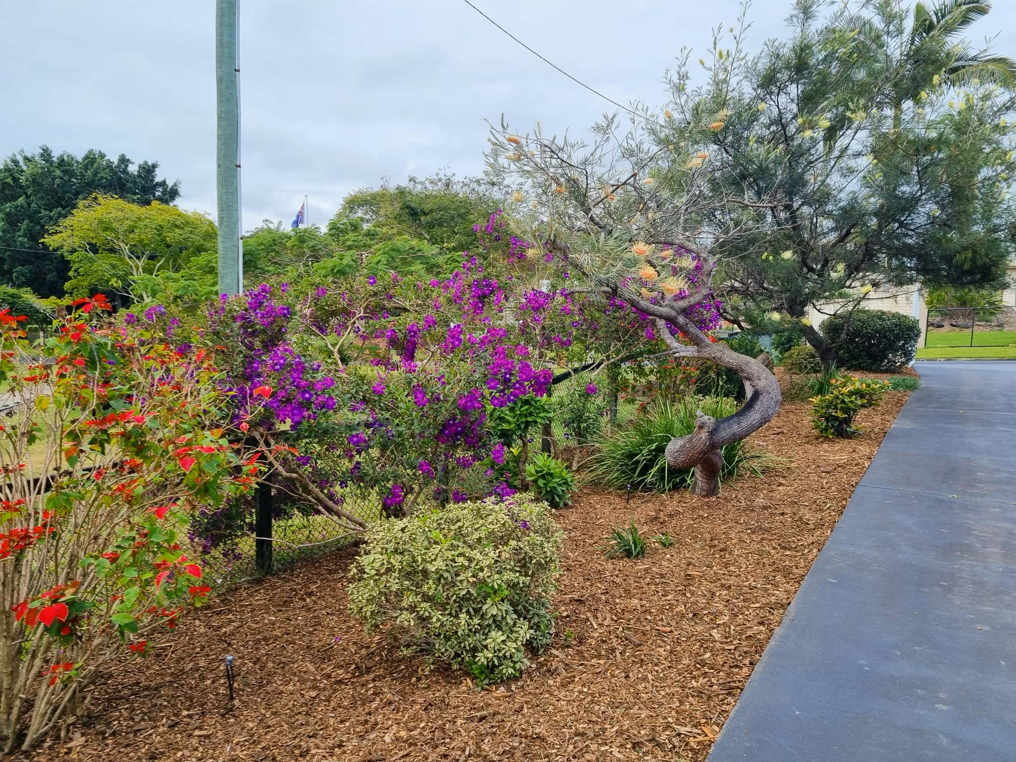 Cleaned garden area with freshly pruned shrubs and clear walking space