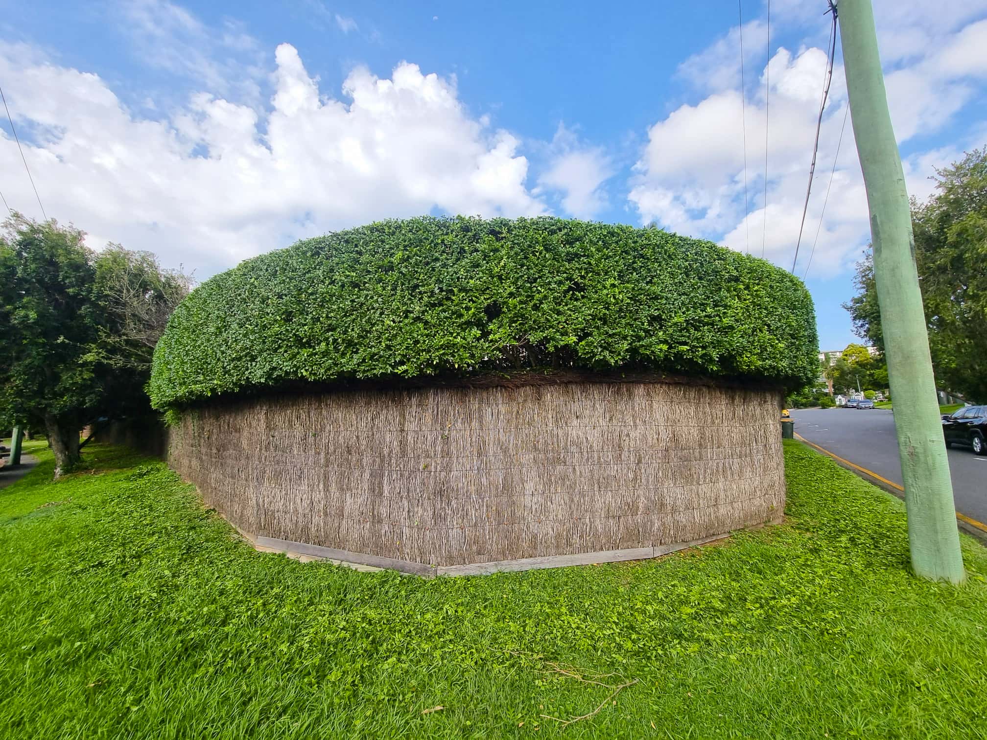 Sculpted hedge with crisp edges in a leafy garden setting
