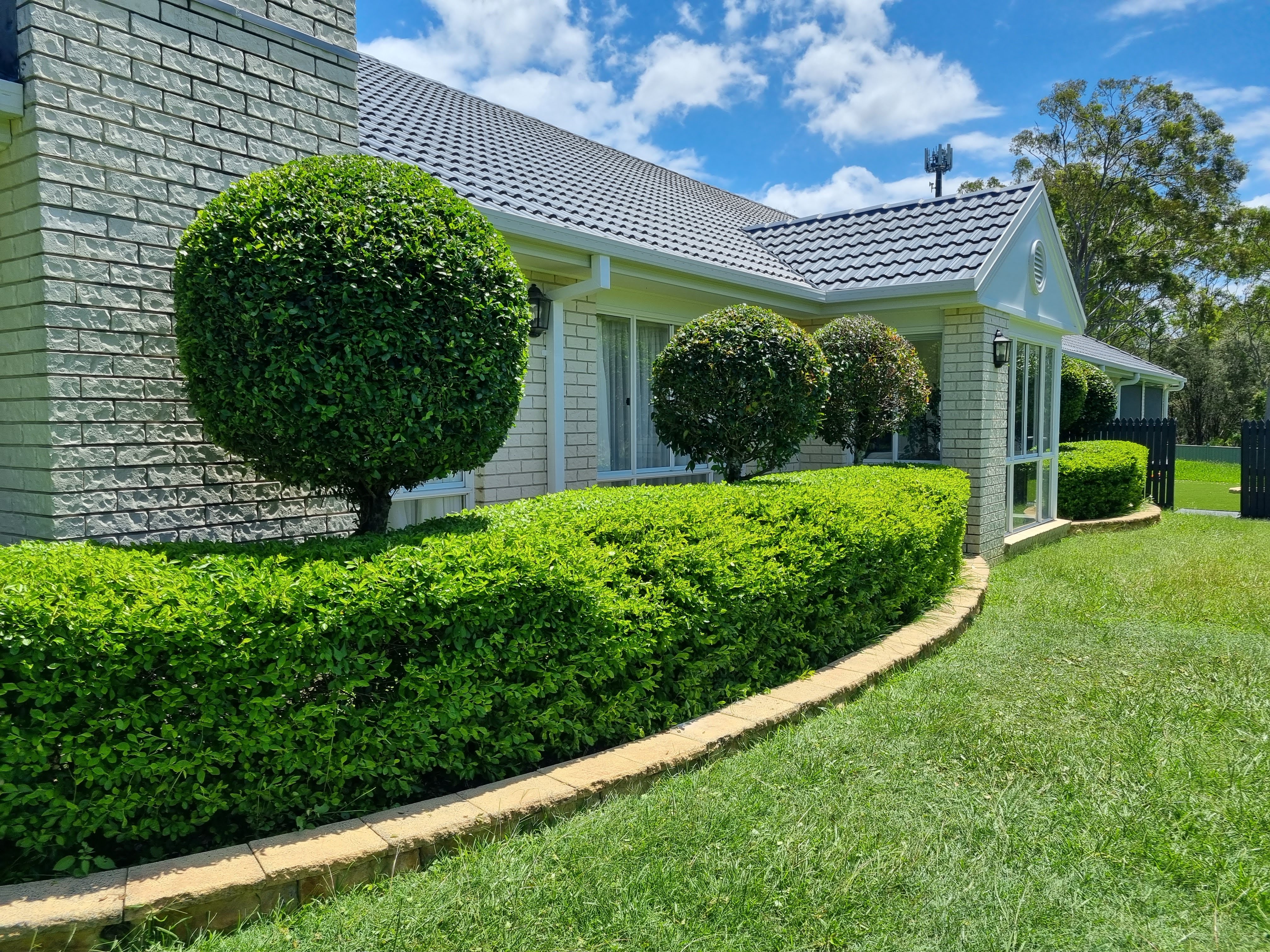 After view of rounded hedge and shaped topiary in a sunlit garden setting